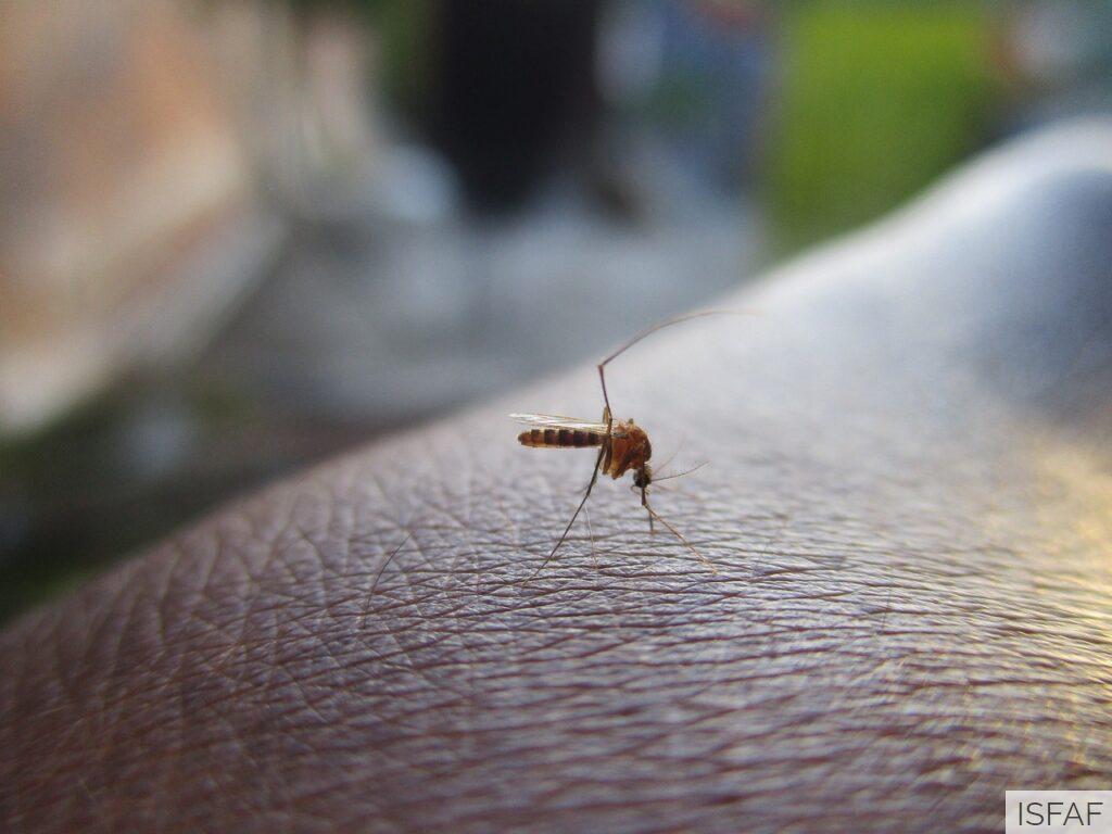 Qué mosquitera escoger para ventana