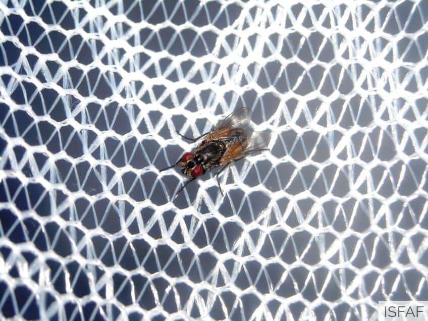 Qué mosquitera escoger para mi ventana