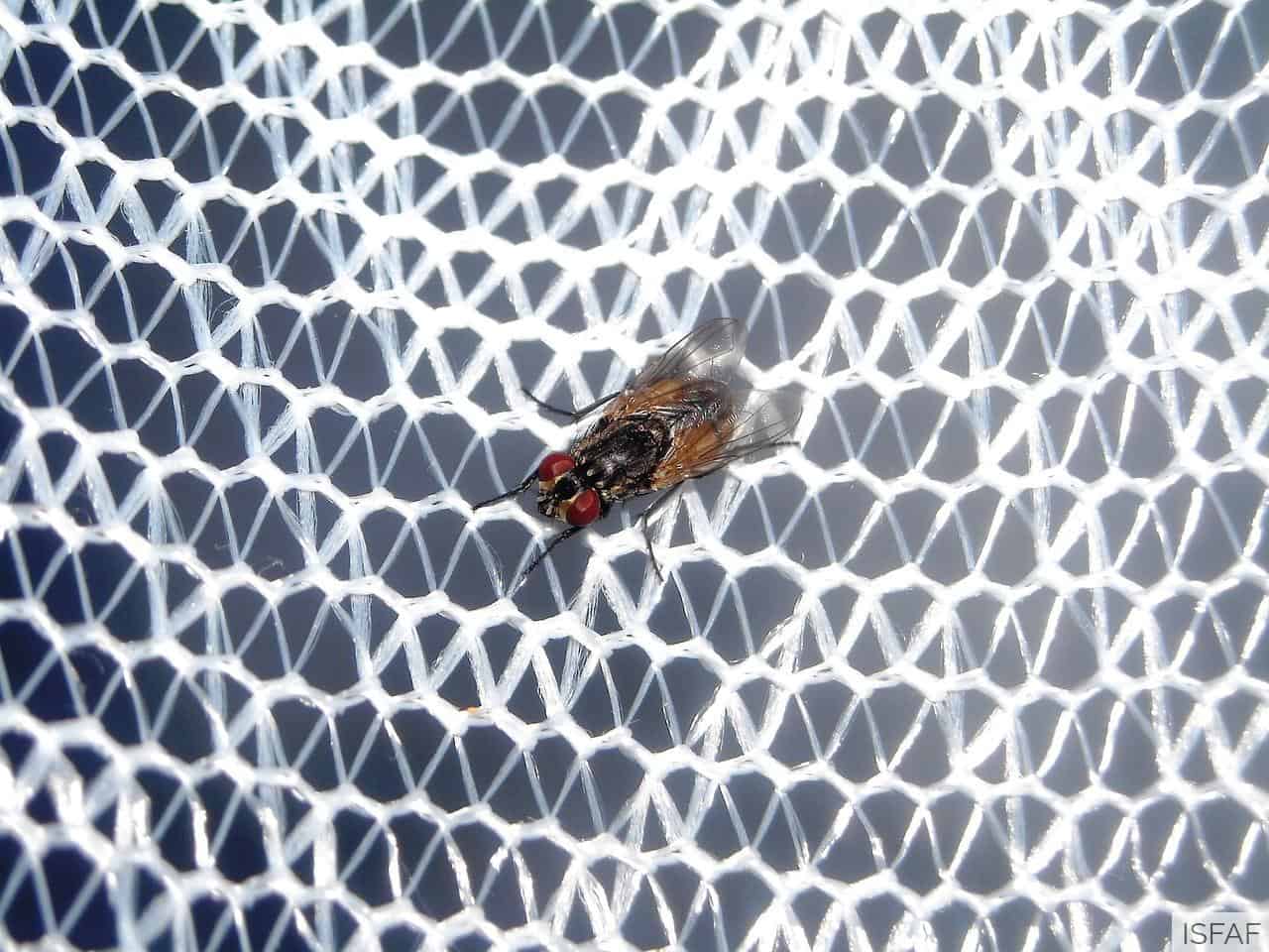 Qué mosquitera escoger para mi ventana